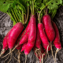 Radish